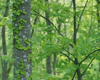forest.jpg (44645 bytes)